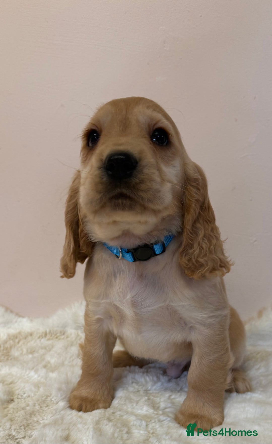 Cocker Spaniel dogs for sale: Golden Cocker Spaniel Puppies - Advert 4