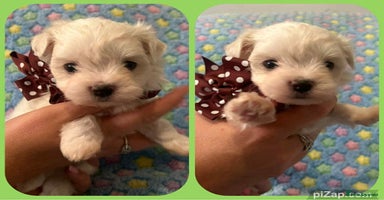 Maltese dogs - Advert 3