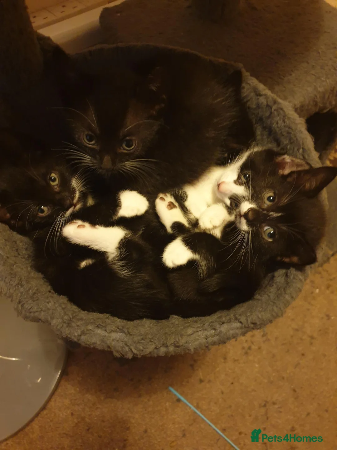 Mixed Breed cats for sale: Kittens - Advert 1