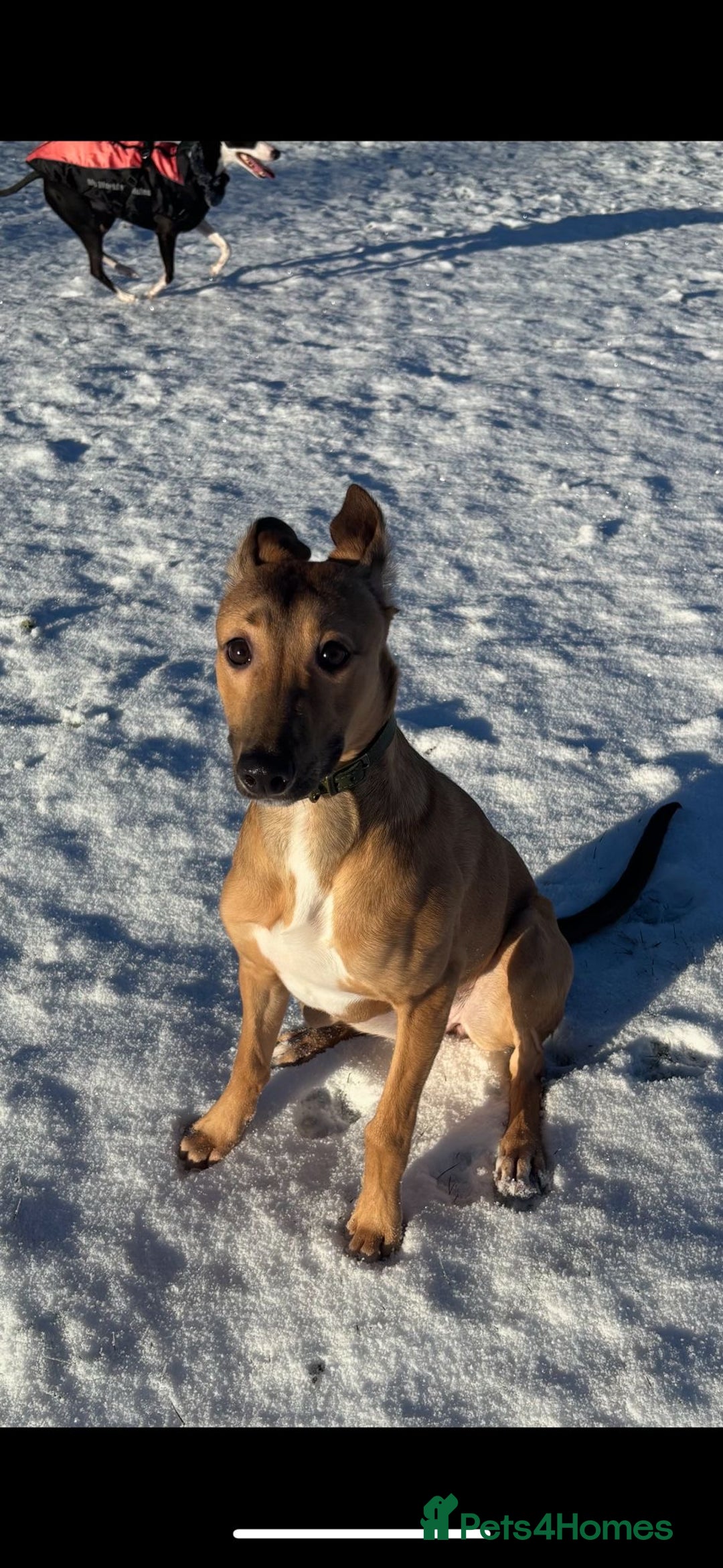 Mixed Breed dogs for sale: Whippet x Collie - Advert 3