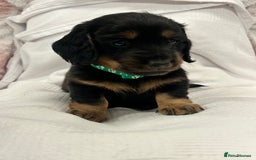 Miniature Dachshund dogs for sale: Beautiful Miniature dachshund puppies - Image 4