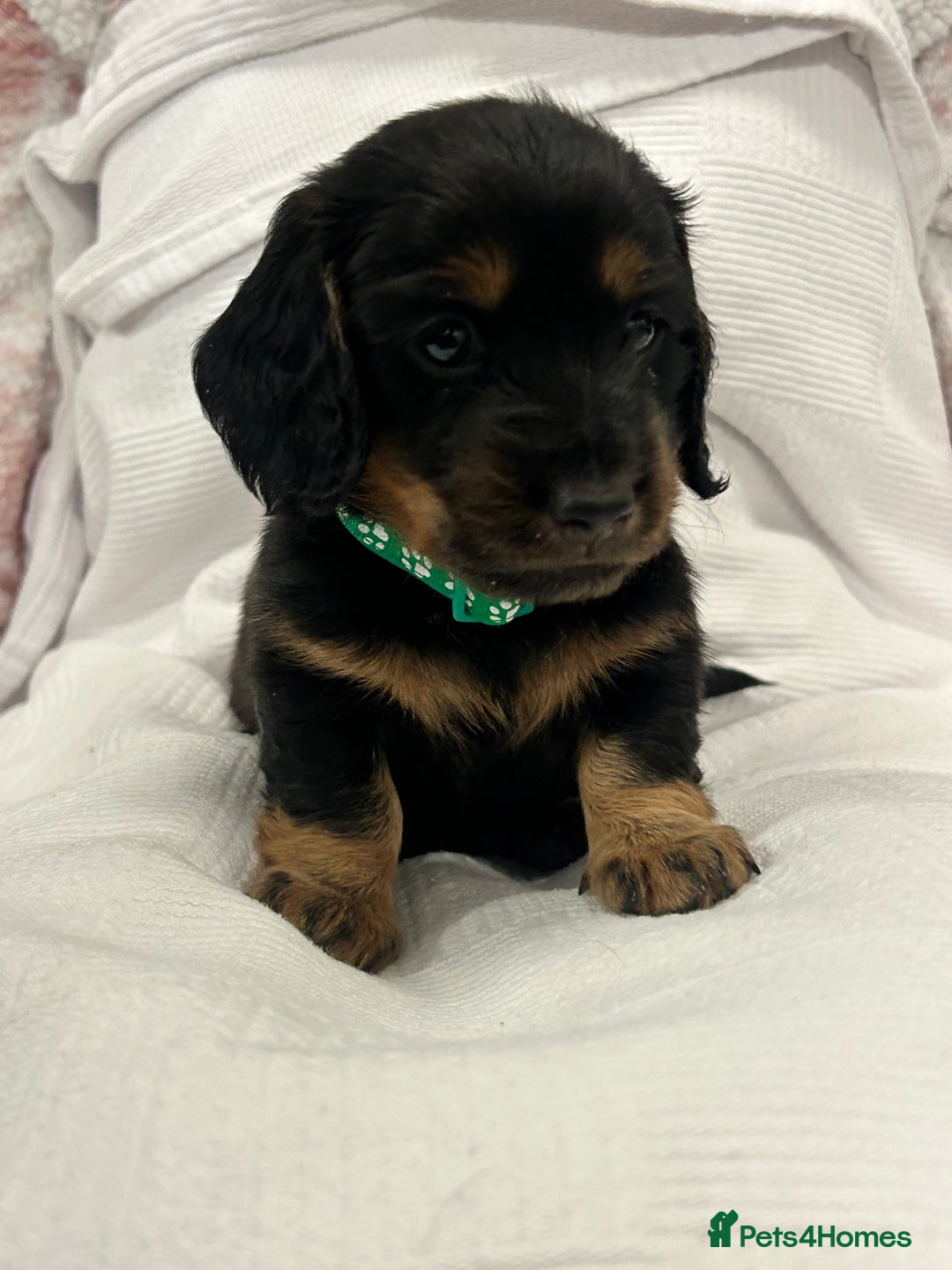 Miniature Dachshund dogs for sale: Beautiful Miniature dachshund puppies - Image 4