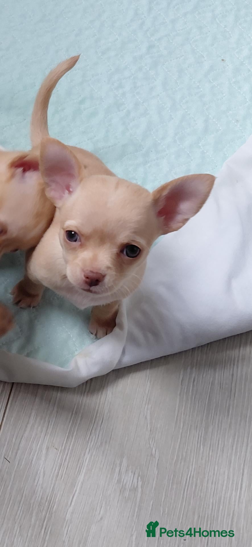 Chihuahua dogs Chihuhua pups in essex - Advert 13