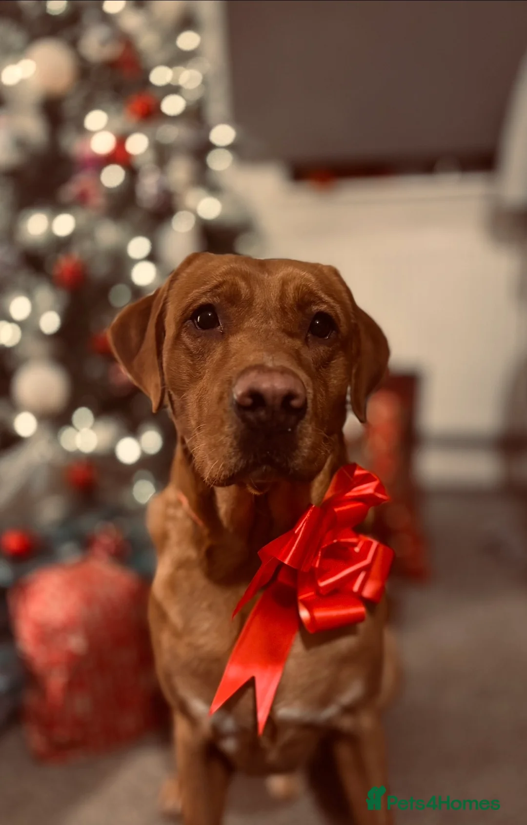 Labrador Retriever dogs for sale: Beautiful Fox Red Family Labradors Working Lines - Advert 2