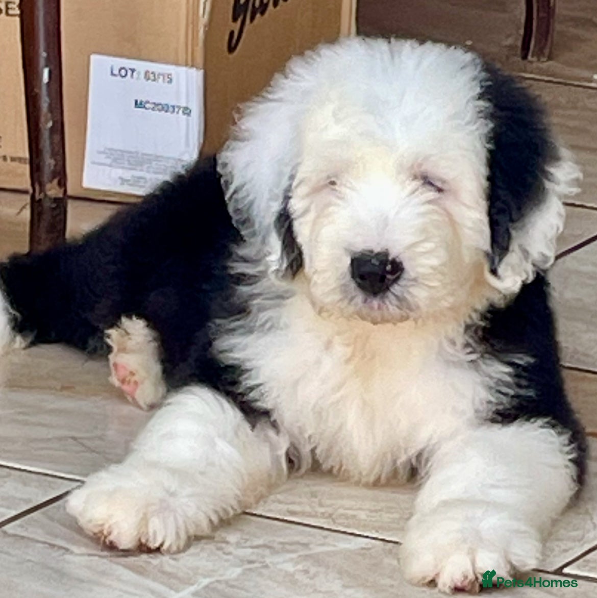 Old English Sheepdog dogs Old English sheep dog puppies  - Advert 6