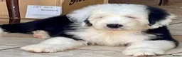 Old English Sheepdog dogs for sale: Old English sheep dog puppies  - Advert 2