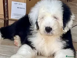 Old English Sheepdog dogs Old English sheep dog puppies - Advert 6