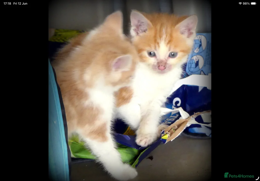 Mixed Breed cats for sale: Adorable Ragdoll x Maine Coon mix kittens  - Advert 2