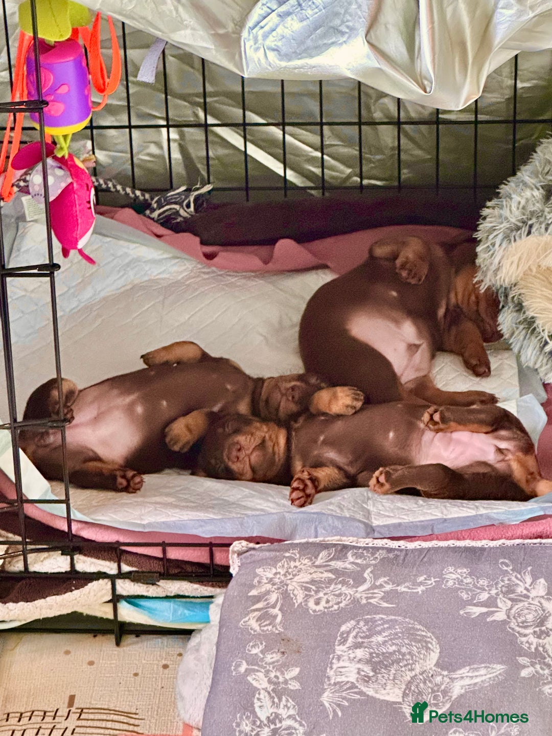 Miniature Dachshund dogs for sale: Choc/tan mum,long haired choc dad  A+ healthcare - Image 2