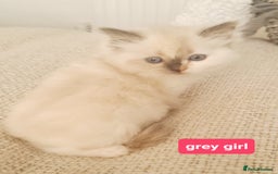 Ragdoll cats for sale: Pure ragdoll kittens READY NOW!! - Image 26