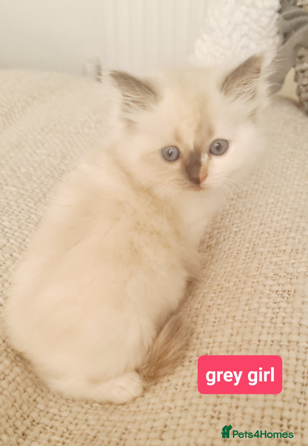 Ragdoll cats for sale: Pure ragdoll kittens READY NOW!! - Image 26