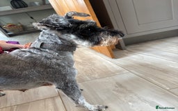 Miniature Schnauzer dogs for sale: KC reg & health tested Mini Schnauzer 🩷 2yrs old - Image 5
