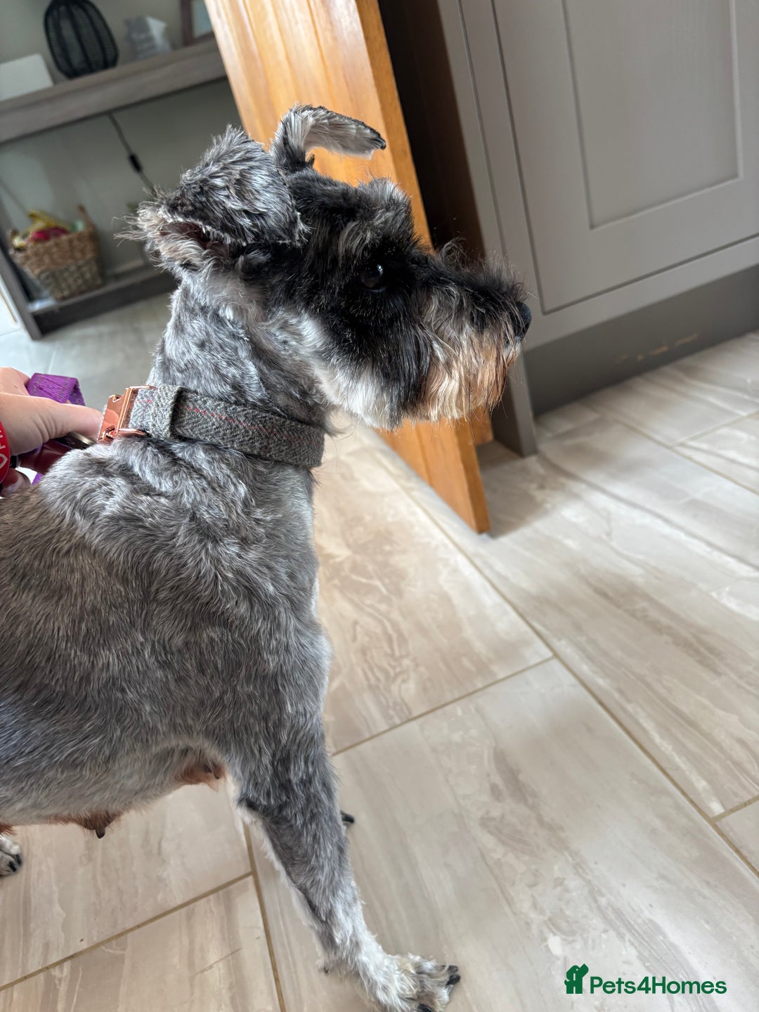 Miniature Schnauzer dogs for sale: KC reg & health tested Mini Schnauzer 🩷 2yrs old - Image 5