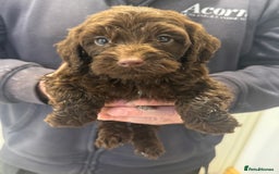 Cockapoo dogs for sale: Cockapoos  - Advert 2