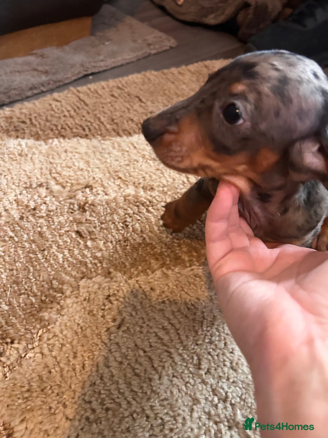 Miniature Dachshund dogs for sale: Dachshund puppies boys and girls ready now - Advert 16