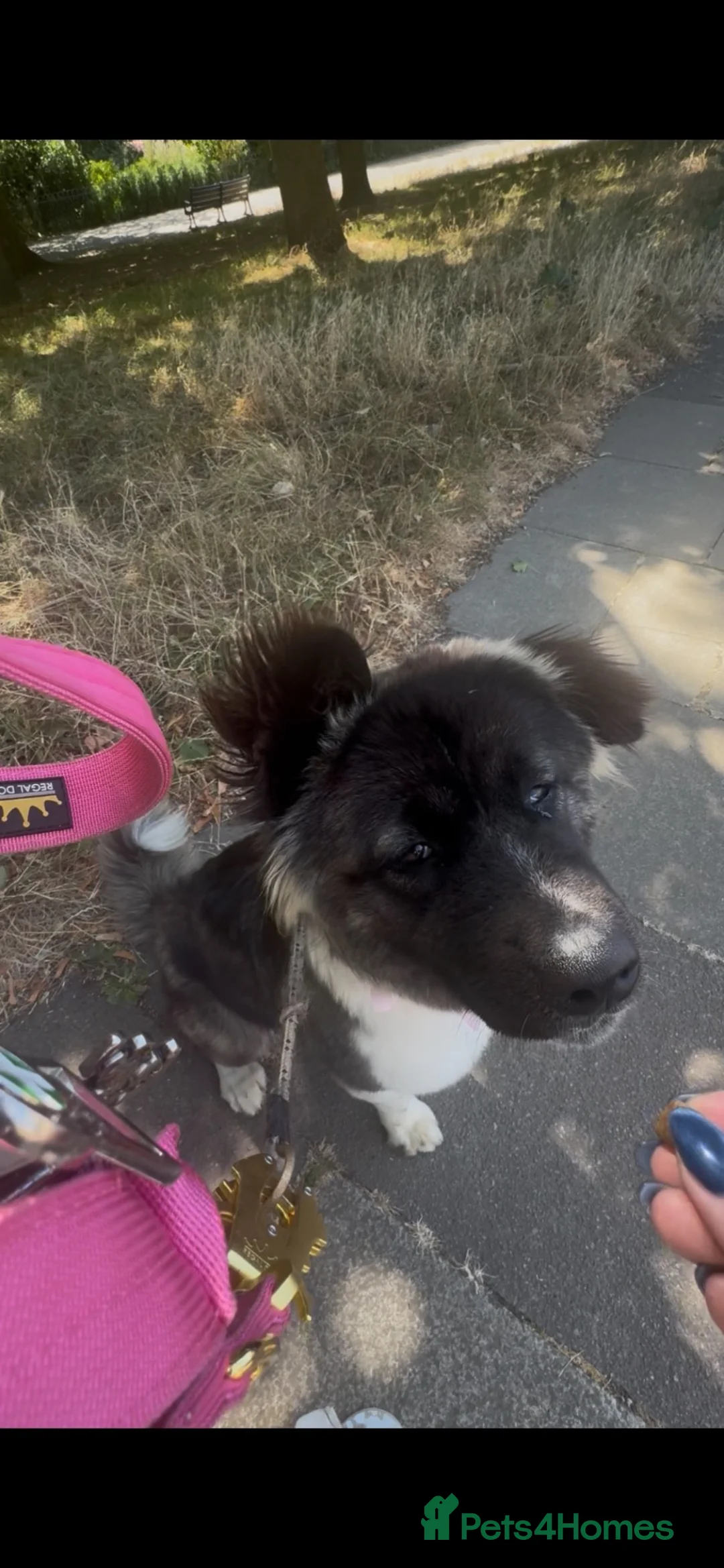 Akita dogs for sale: Akita bitch for rehoming in Hove - Advert 7