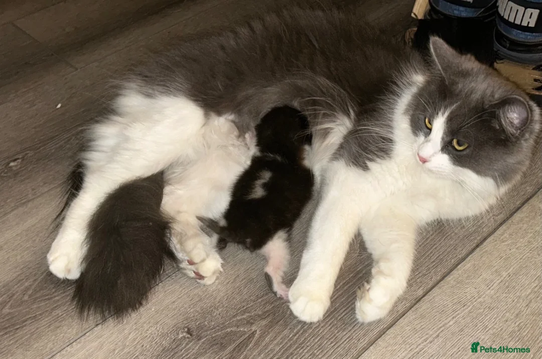 Mixed Breed cats for sale: Mother & Son  in Newcastle - Advert 4