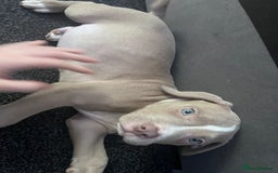 American Bully dogs for sale:  Medium Bully Puppies–XL are banned, these are NOT - Image 2