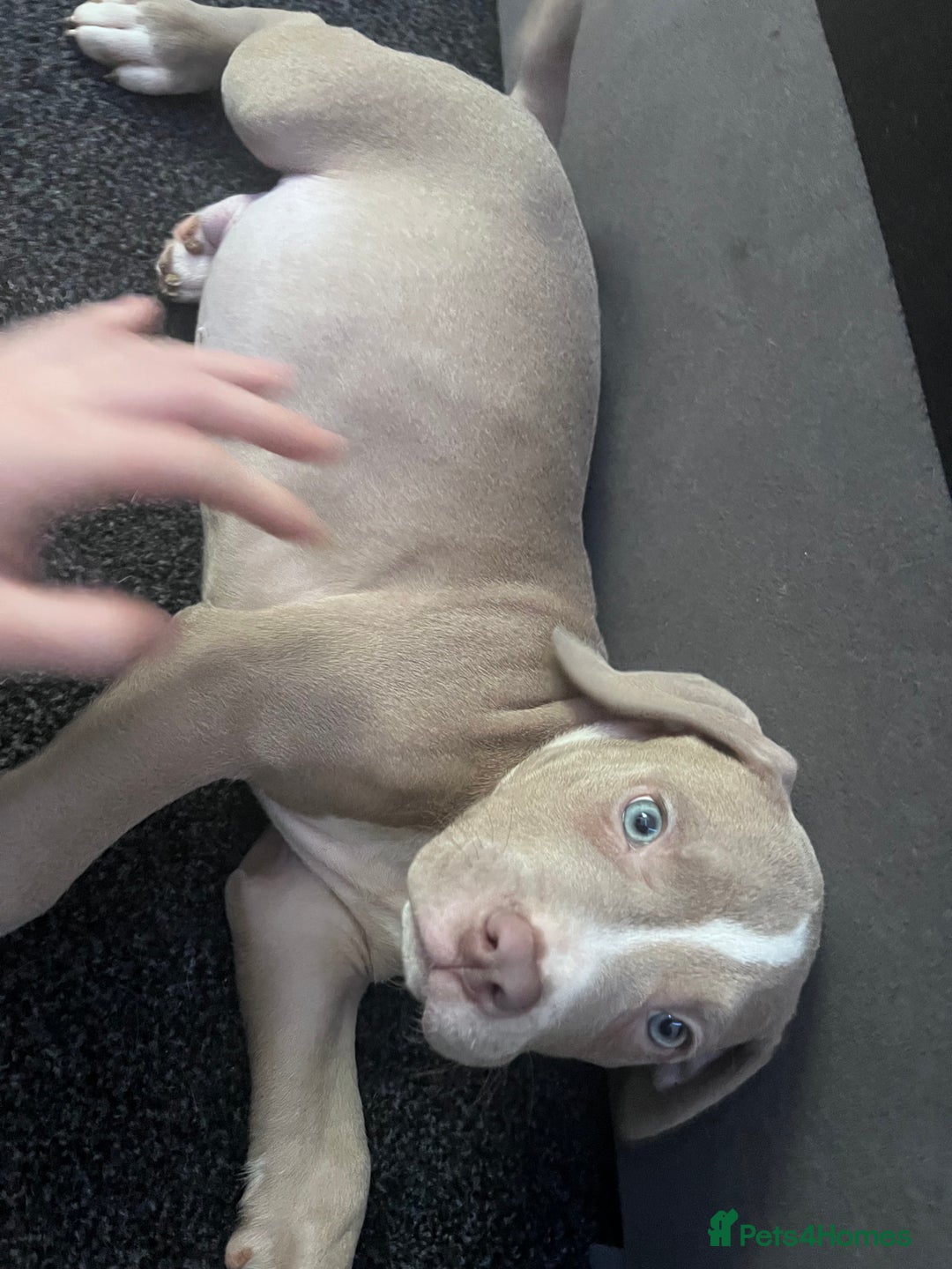 American Bully dogs for sale:  Medium Bully Puppies–XL are banned, these are NOT - Image 2