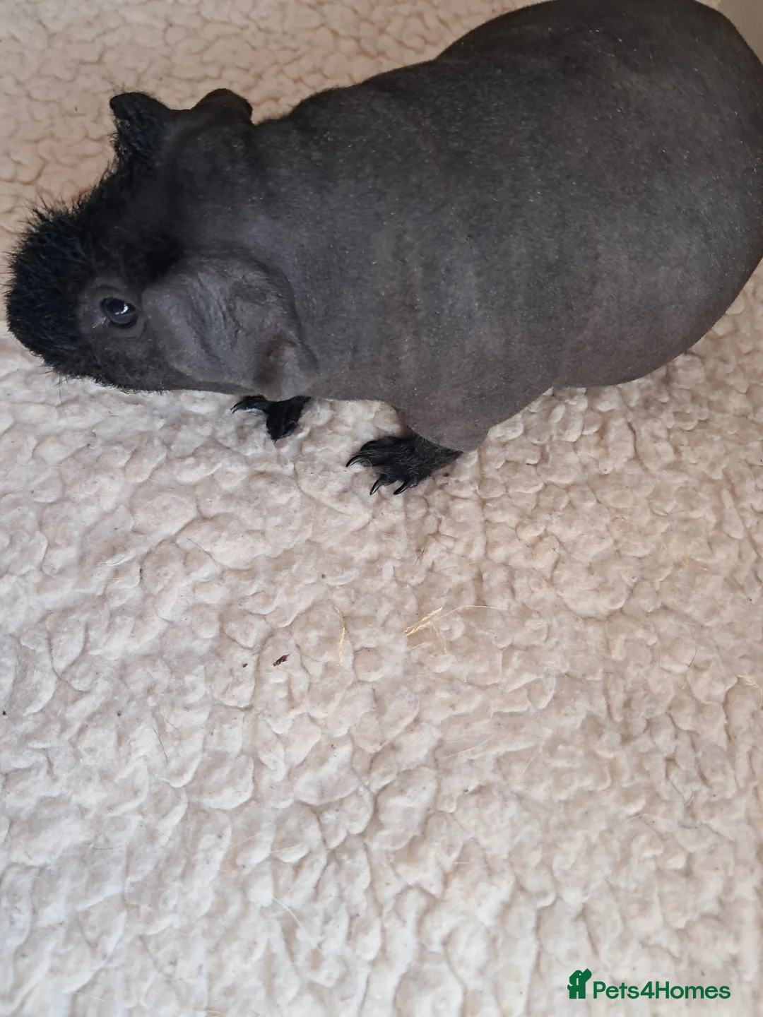 Guinea Pig rodents for sale: BEAUTIFUL SKINNY PIGS in Truro - Advert 8