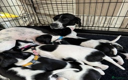 Pointer dogs for sale: English pointer puppies  - Image 1