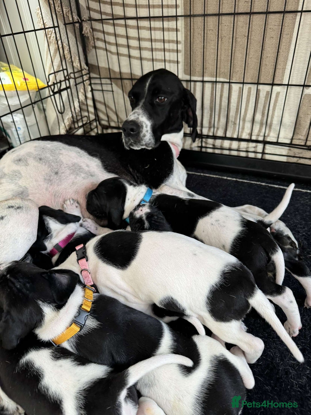 Pointer dogs for sale: English pointer puppies  - Image 1