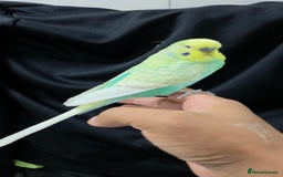Budgerigars birds for sale: Silly hand tamed baby budgies for sale  - Advert 16