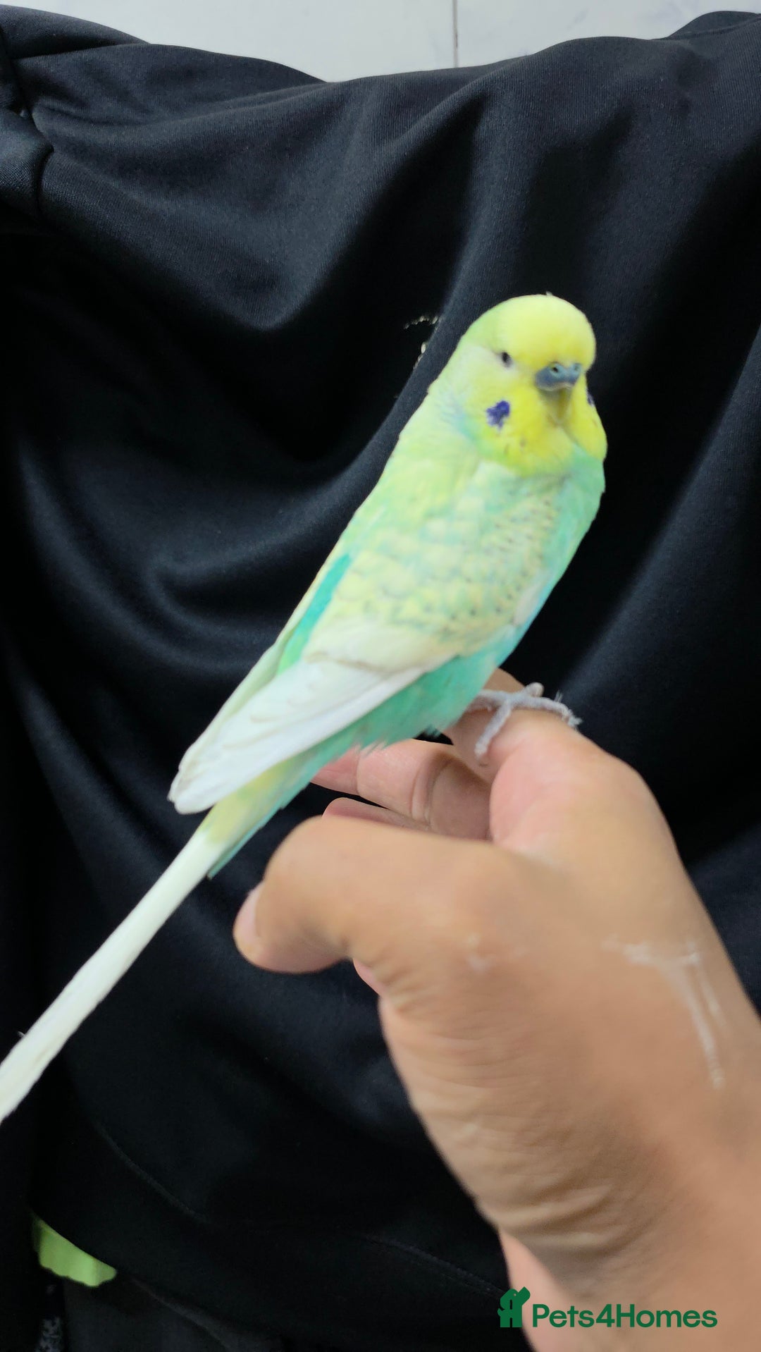Budgerigars birds for sale: Silly hand tamed baby budgies for sale  - Advert 16