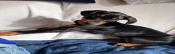 Dobermann dogs for sale: Beautiful male Dobermann  - Advert 1
