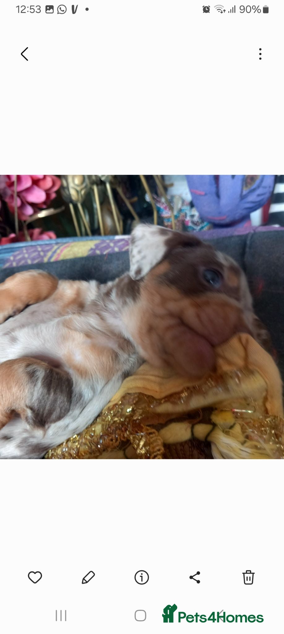 Miniature Dachshund dogs Miniature Dachshund pups - Advert 5