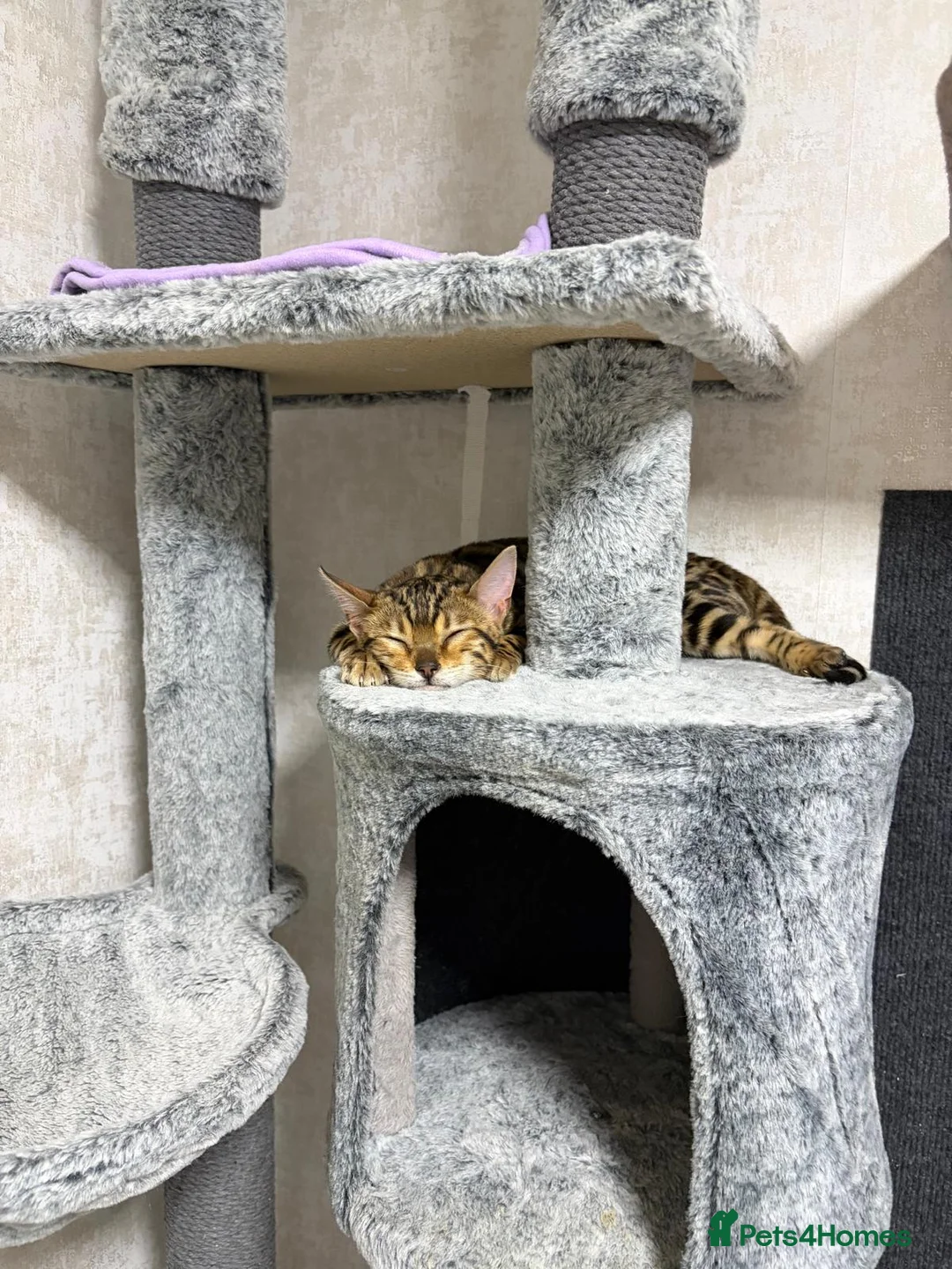 Bengal cats for sale: - Brown & Silver Bengals—Experienced Homes Only - Advert 33