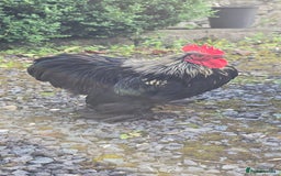 Chickens poultry for sale: Back pekin cockerel  - Image 1