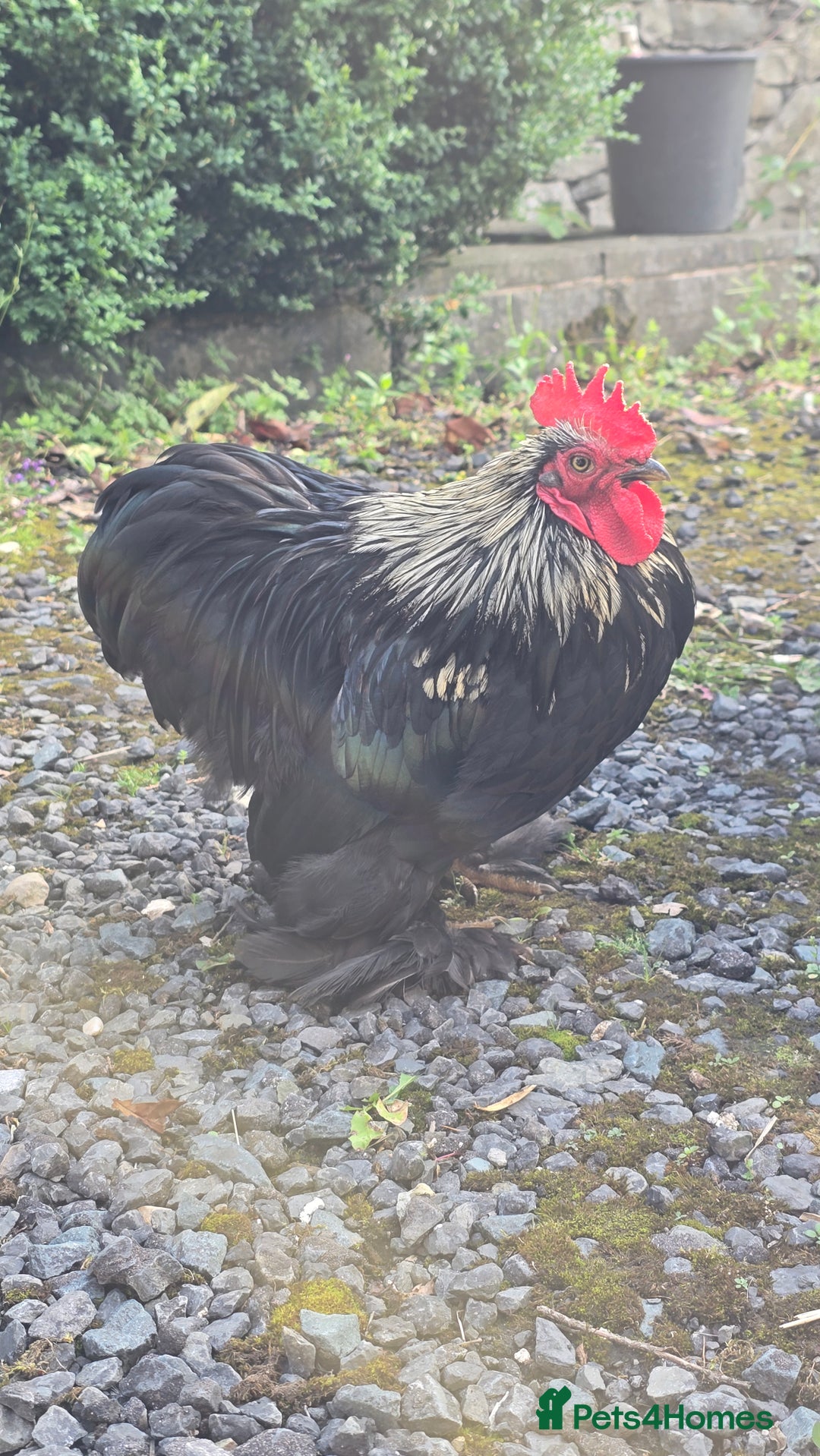 Chickens poultry for sale: Back pekin cockerel  - Image 1