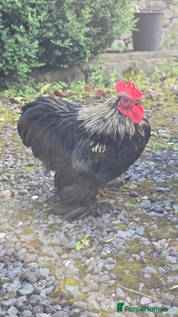 Chickens poultry - Advert 16