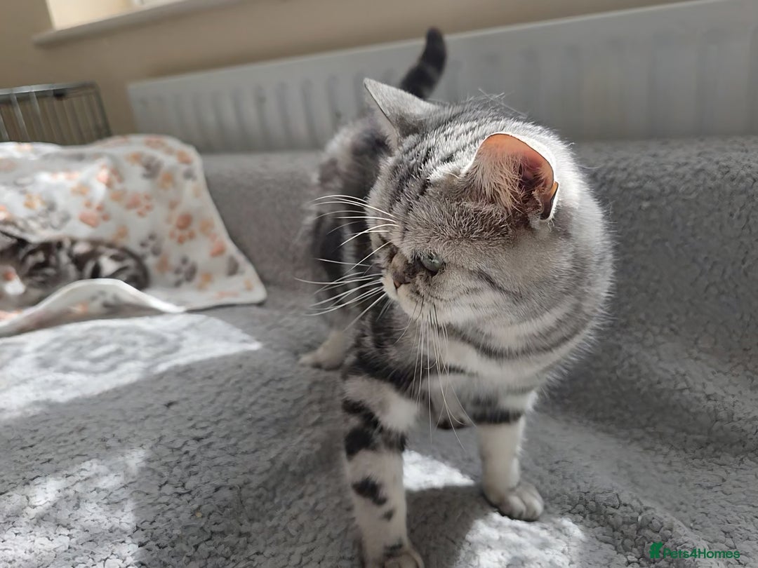 British Shorthair cats for sale: Silver Tabby kitten with his mother  - Image 21