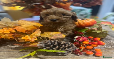 Cavapoo dogs - Advert 2