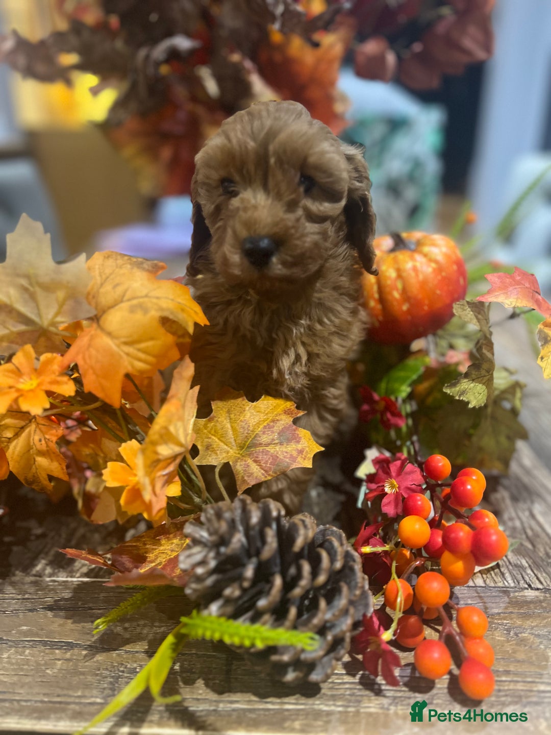 Cavapoo dogs for sale: READY TODAY - Image 4