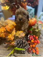 Cavapoo dogs - Advert 2