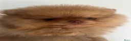 Pomeranian dogs for sale: Pomeranian babies for sale!!! - Advert 6