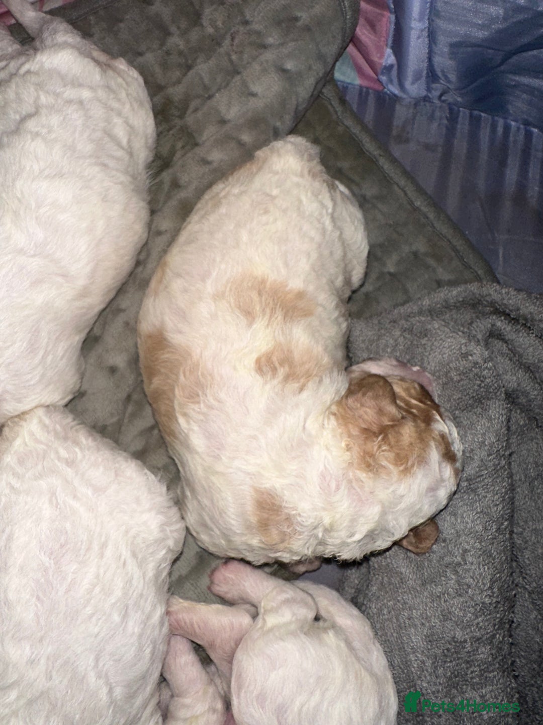 Cavapoochon dogs for sale: Cavapoochon! Our December Reindeer Litter!  - Image 5