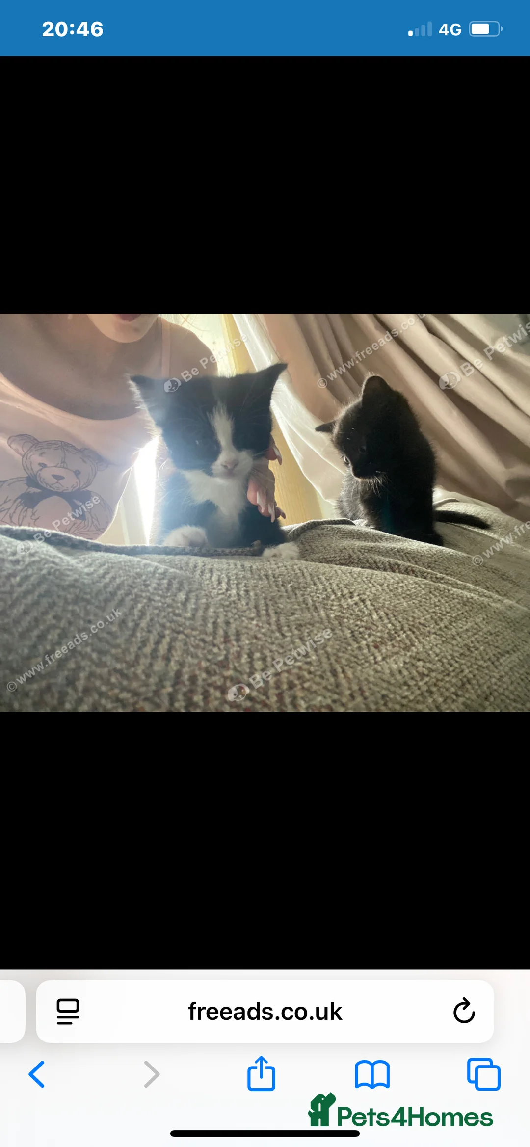 Mixed Breed cats for sale: Mom cat and 3 kittens for sale as need rehoming  - Advert 2