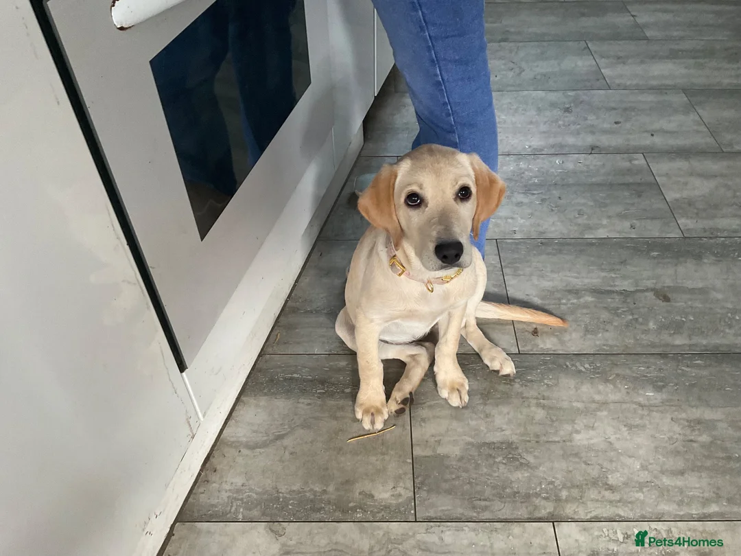 Labrador Retriever dogs for sale: Labrador four month old puppy girl - Advert 2