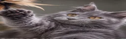 Maine Coon cats for sale: Maine coon  - Advert 10