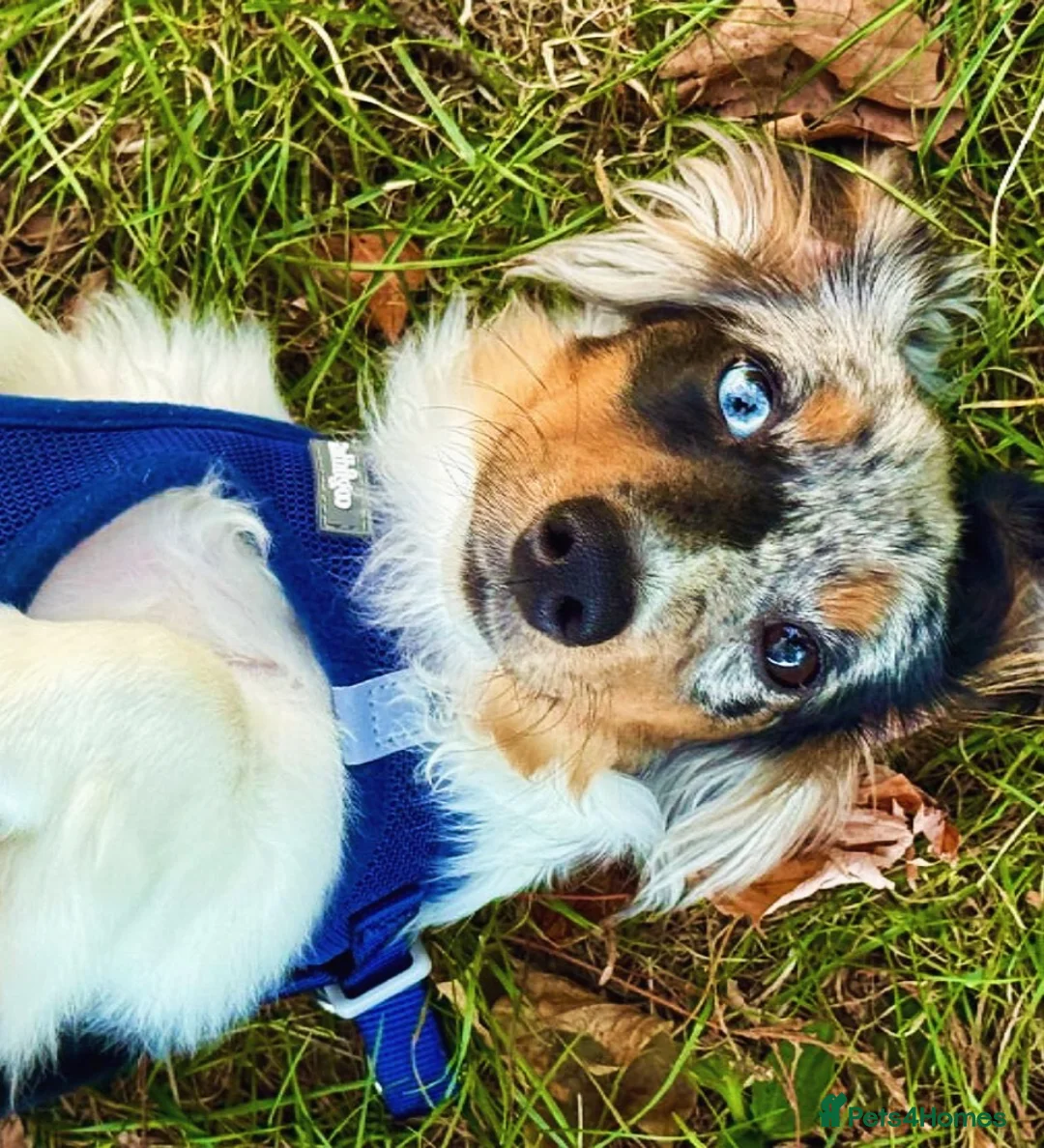 Dachshund dogs for sale: Last little boy BLACK&TAN LONG HAIRED  - Advert 2