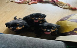 Rottweiler dogs for sale: Purebred Rottweiler Puppies for Sale - Image 3