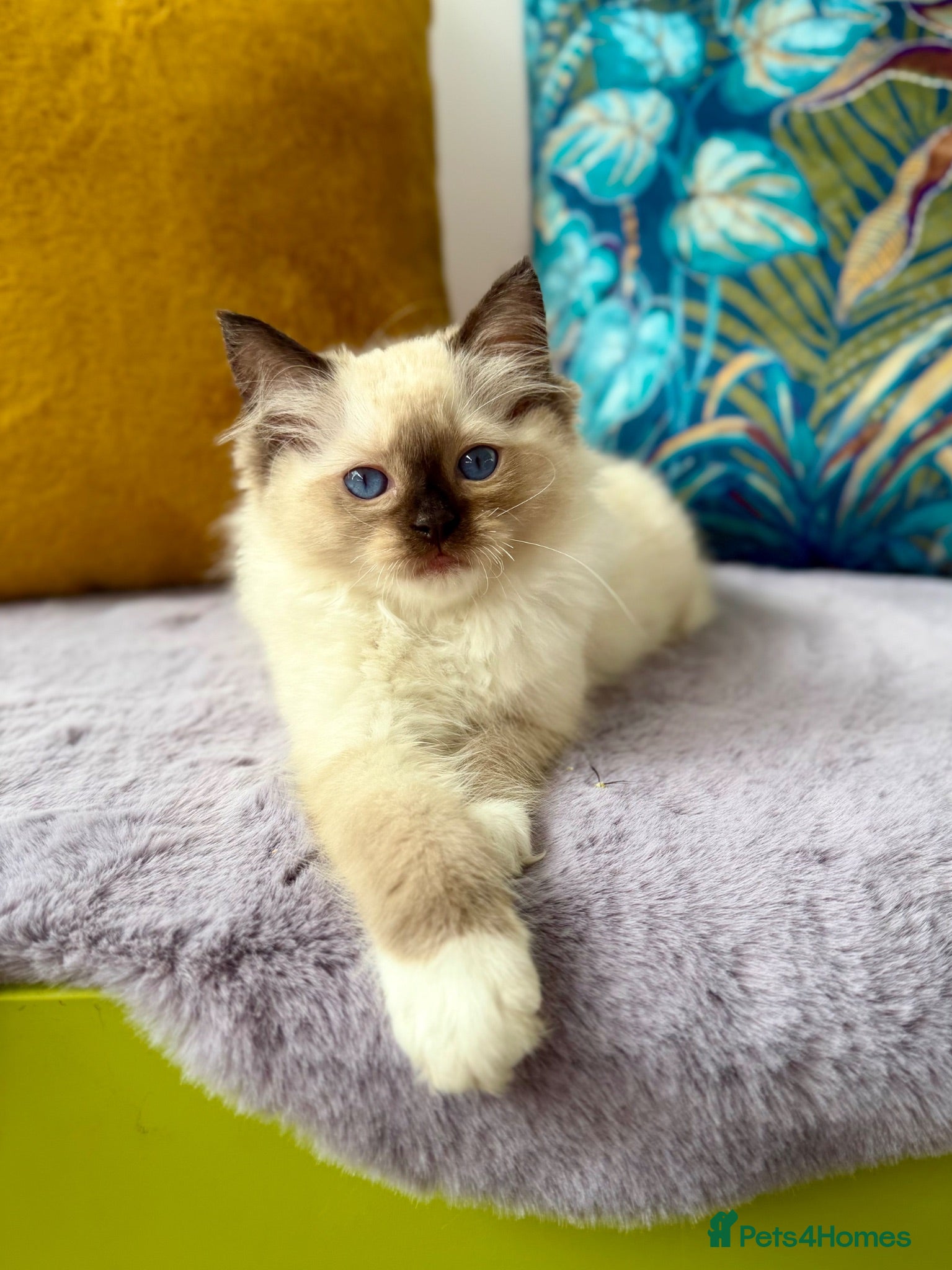 Ragdoll cats TICA registered cherubim and ragdoll kittens - Advert 1
