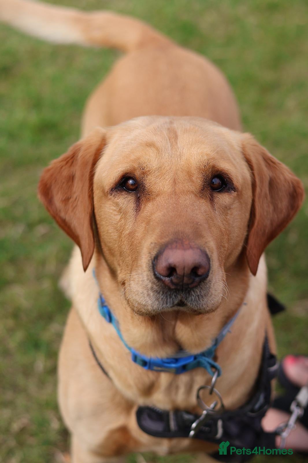 Labrador Retriever dogs for sale: Stunning Labrador puppies in Canterbury - Advert 4