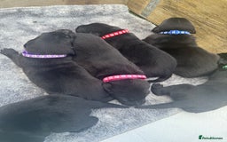 Labrador Retriever dogs for sale: Black labradors  - Image 2