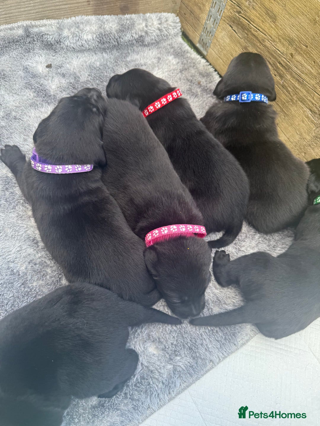 Labrador Retriever dogs for sale: Black labradors  - Image 2