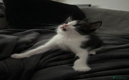 Mixed Breed cats for sale: 3 Lovely Kittens - Image 9
